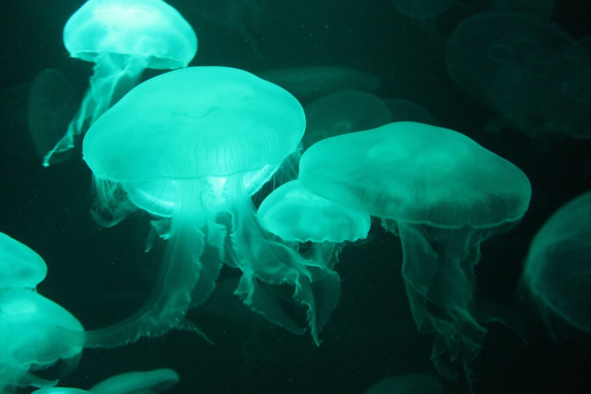 Bioluminescent jellyfish