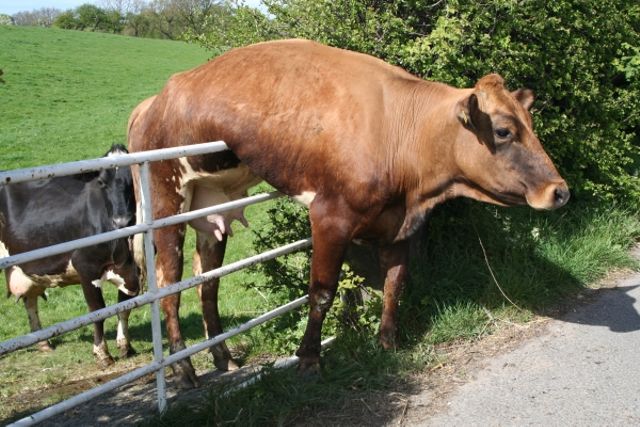 a cow on a gate