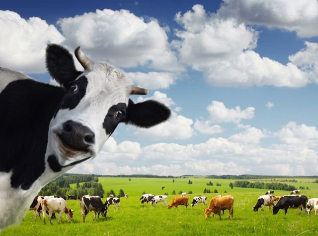 cow looks in from side of field of more cows