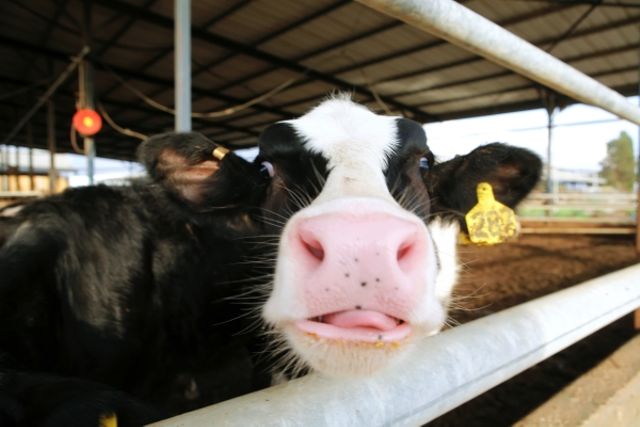 cow looks over a barrier