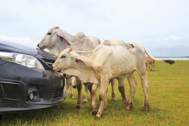 cows face off with a car