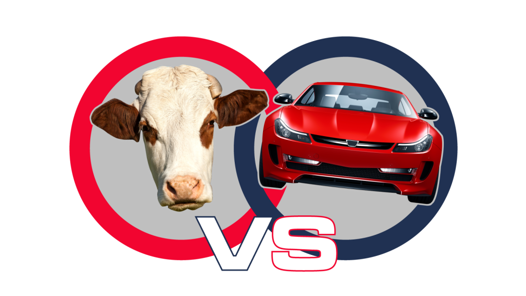 Cows Vs Cars - OurFuture.Energy