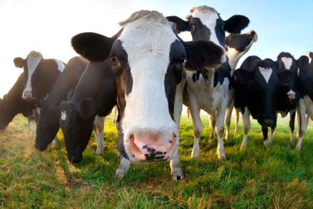 field of cows looking down at camera