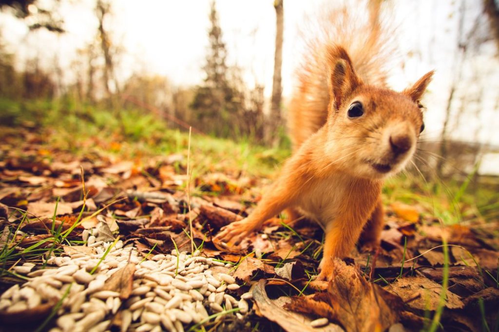 A squirrel