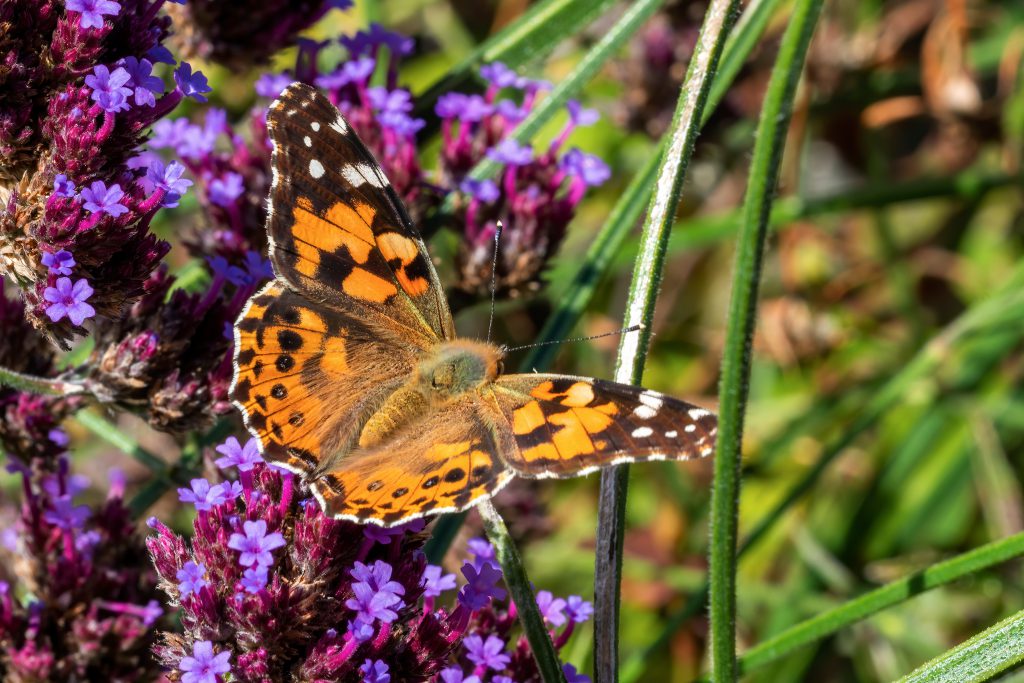 painted lady butterfly scientific project