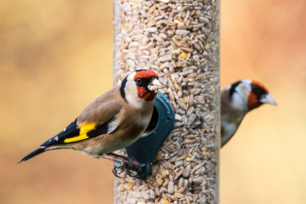 UK goldfinch bird count citizen science