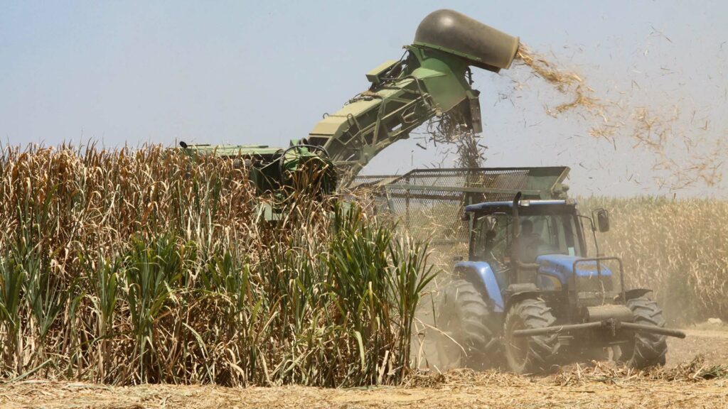 A tractor harvests a field of crops. Crops like sugarcane can be processed and refined to produce biofuel. 